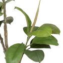 Roślina Dekoracyjna 116 cm Kolor Zielony PVC Dub