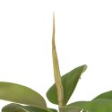Roślina Dekoracyjna 116 cm Kolor Zielony PVC Dub