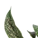Roślina Dekoracyjna Kolor Zielony PVC 52 x 44 x 44 cm