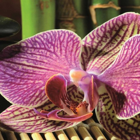 Parawan dwustronny obrotowy, Kamyki i orchidea - 110x170