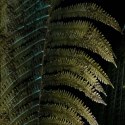 Parawan dwustronny korkowy, Liść w ciemności - 180x170