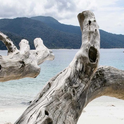 Parawan dwustronny obrotowy, Konary drzewa na tropikalnej plaży - 110x170