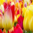 Parawan dwustronny obrotowy, Wielobarwne tulipany - 110x170