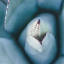 Parawan dwustronny obrotowy, Agawa z góry - 180x170