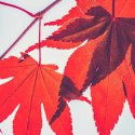 Parawan dwustronny obrotowy, Czerwone liście jesienią - 180x170