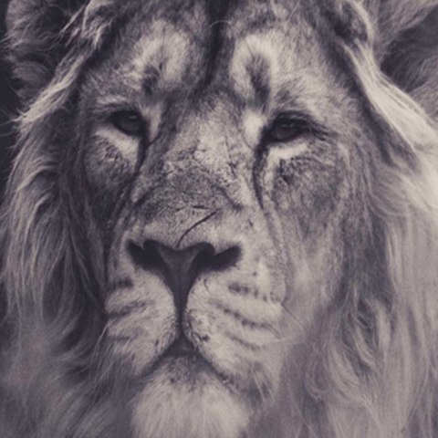 Parawan dwustronny obrotowy, Dumny lew - 180x170