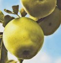 Parawan dwustronny obrotowy, Jabłka na gałęzi - 180x170