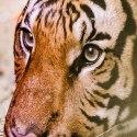 Parawan dwustronny obrotowy, Portret tygrysa - 180x170