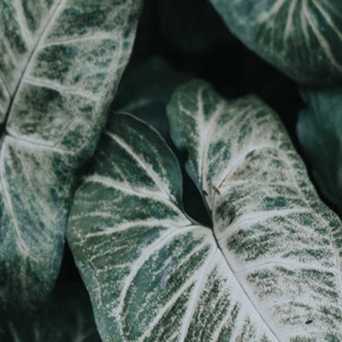 Parawan dwustronny, Zielone liście w skali makro - 180x170