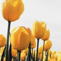 Parawan dwustronny, Łąka żółtych tulipanów - 145x170