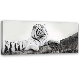 Obraz na płótnie, Tygrys Zwierzeta Natura - 150x50