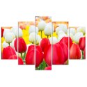 Obraz pięcioczęściowy na płótnie, Białe i czerwone tulipany - 100x70