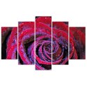 Obraz pięcioczęściowy na płótnie, Zroszona róża - 100x70