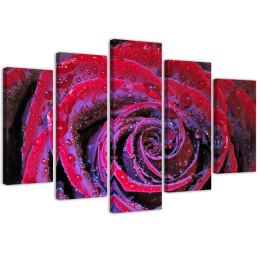 Obraz pięcioczęściowy na płótnie, Zroszona róża - 150x100