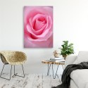 Obraz na płótnie, Różowe płatki róży - 40x60