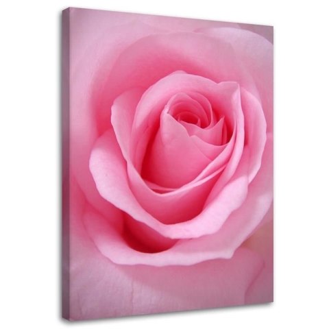 Obraz na płótnie, Różowe płatki róży - 60x90