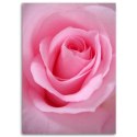 Obraz na płótnie, Różowe płatki róży - 80x120