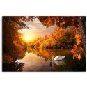 Obraz na płótnie, Łabędź na stawie jesień - 100x70