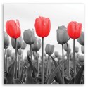 Obraz na płótnie, Czerwone tulipany na łące - 30x30