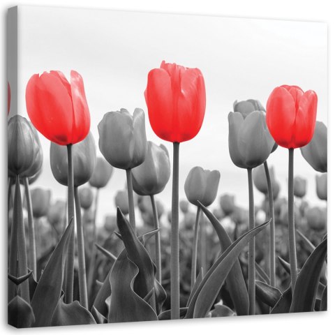 Obraz na płótnie, Czerwone tulipany na łące - 60x60