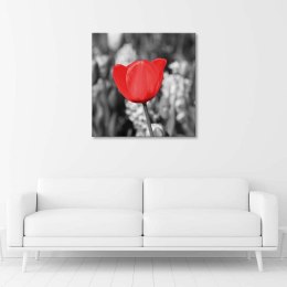 Obraz na płótnie, Czerwony tulipan na łące - 30x30