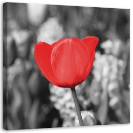 Obraz na płótnie, Czerwony tulipan na łące - 40x40