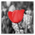 Obraz na płótnie, Czerwony tulipan na łące - 40x40