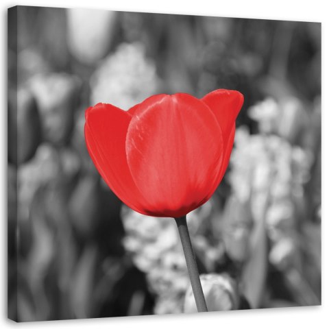 Obraz na płótnie, Czerwony tulipan na łące - 50x50