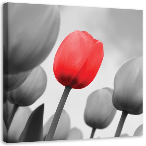 Obraz na płótnie, Czerwony tulipan w szarości - 60x60