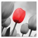 Obraz na płótnie, Czerwony tulipan w szarości - 60x60