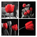 Obraz na płótnie, Zestaw czerwonych tulipanów - 40x40