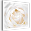 Obraz na płótnie, Biała róża kwiat - 30x30