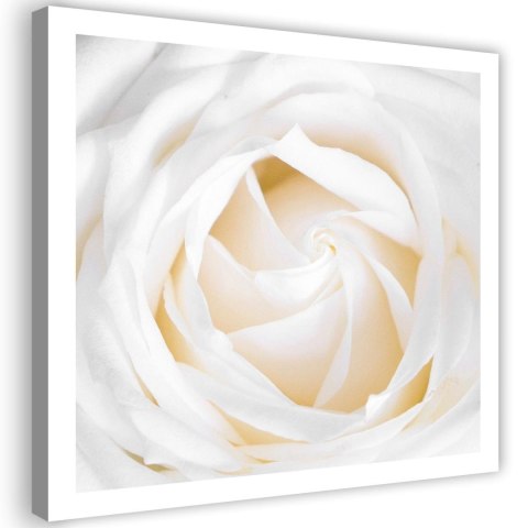Obraz na płótnie, Biała róża kwiat - 40x40