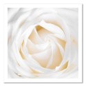 Obraz na płótnie, Biała róża kwiat - 40x40