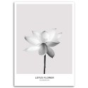 Obraz na płótnie, Biały kwiat lotosu - 70x100