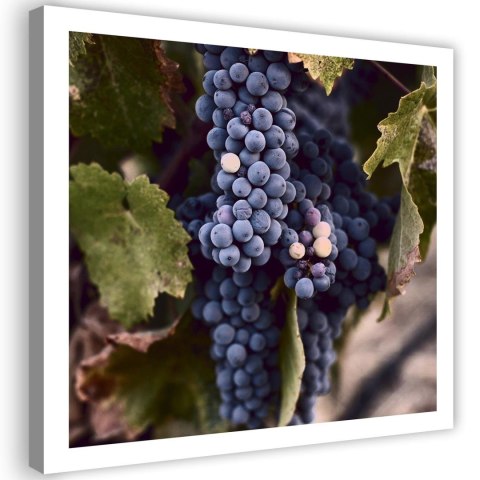 Obraz na płótnie, Ciemne winogrona - 30x30
