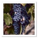 Obraz na płótnie, Ciemne winogrona - 30x30