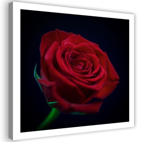 Obraz na płótnie, Czerwona róża natura kwiat - 40x40