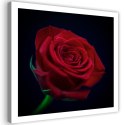 Obraz na płótnie, Czerwona róża natura kwiat - 50x50