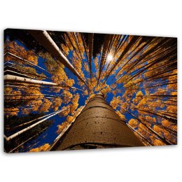 Obraz na płótnie, Korony drzew las - 90x60