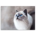 Obraz na płótnie, Kot syberyjski - 120x80