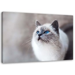 Obraz na płótnie, Kot syberyjski - 90x60