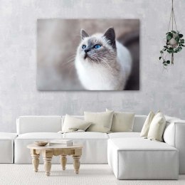 Obraz na płótnie, Kot syberyjski - 90x60