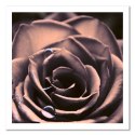 Obraz na płótnie, Krople wody na róży - 30x30