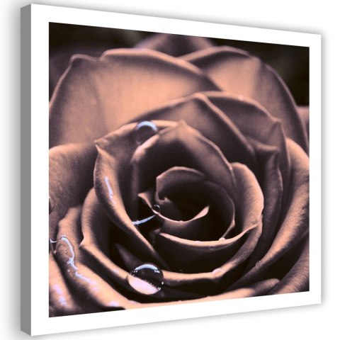 Obraz na płótnie, Krople wody na róży - 50x50