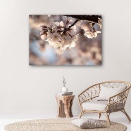 Obraz na płótnie, Kwitnąca wiśnia - 100x70