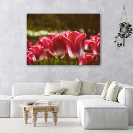 Obraz na płótnie, Kwitnące tulipany - 100x70