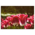 Obraz na płótnie, Kwitnące tulipany - 60x40