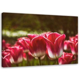 Obraz na płótnie, Kwitnące tulipany - 90x60