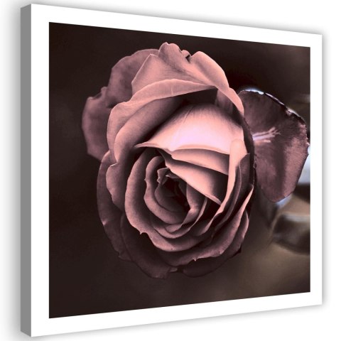 Obraz na płótnie, Piękna róża kwiat - 40x40